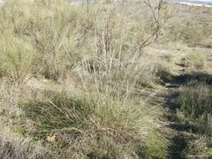 Macrochloa tenacissima