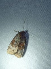 Hampsonodes