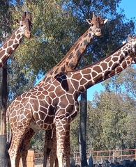 Giraffa camelopardalis antiquorum