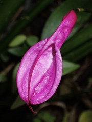Masdevallia rosea