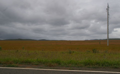Themeda quadrivalvis