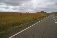 Themeda quadrivalvis