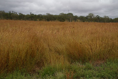 Themeda quadrivalvis