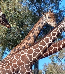 Giraffa camelopardalis antiquorum