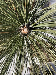 Pinus canariensis