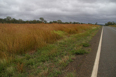 Themeda quadrivalvis