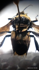 Cullumanobombus