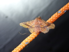 Thyrididae