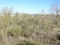 Macrochloa tenacissima