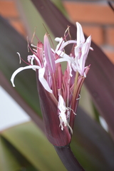 Crinum × amabile