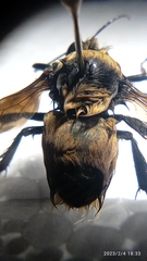 Cullumanobombus