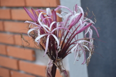 Crinum × amabile