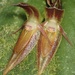 Pleurothallis coriacardia - Photo (c) ulsterbotany, algunos derechos reservados (CC BY-NC)