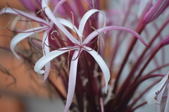 Crinum × amabile
