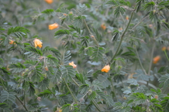 Kallstroemia grandiflora