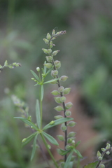 Priva lappulacea