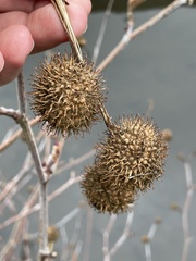 Platanus orientalis