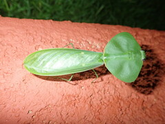 Choeradodis rhombicollis
