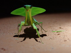 Choeradodis rhombicollis