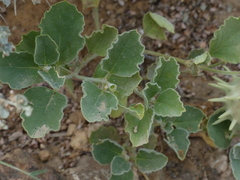 Cynanchum registanense