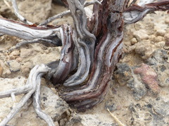 Cynanchum registanense