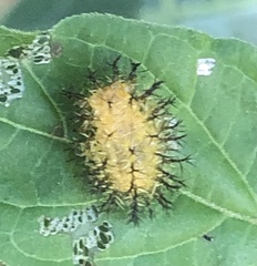 Henosepilachna vigintioctopunctata