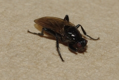 Crumomyia nitida
