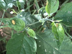 Henosepilachna vigintioctopunctata