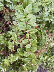 Berberis