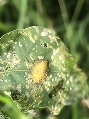 Henosepilachna vigintioctopunctata