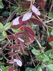 Berberis