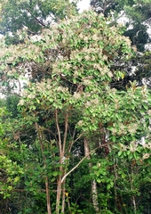 Miconia argentea