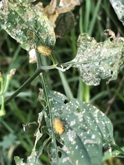 Henosepilachna vigintioctopunctata