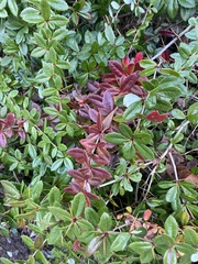 Berberis