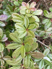 Berberis