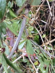 Berberis