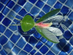 Choeradodis rhombicollis
