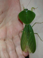 Choeradodis rhombicollis