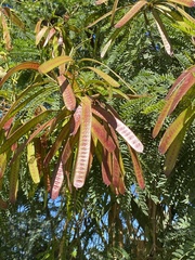 Leucaena leucocephala