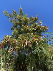 Leucaena leucocephala