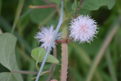 Mimosa quadrivalvis