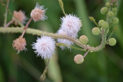 Mimosa quadrivalvis