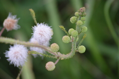 Mimosa quadrivalvis