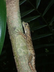 Anolis capito
