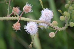 Mimosa quadrivalvis