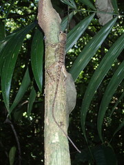 Anolis capito