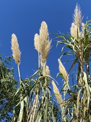Arundo donax