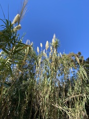 Arundo donax