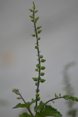 Priva lappulacea