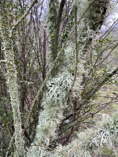 iNaturalist observation photo of Oakmoss